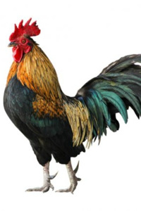 Cover of Beware of Chicken