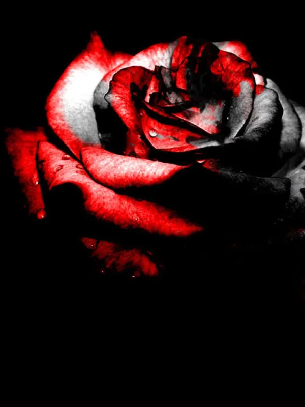 Cover of Deadly Romance