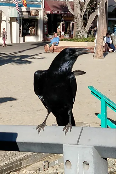 Cover of The Black Raven Conspiracy