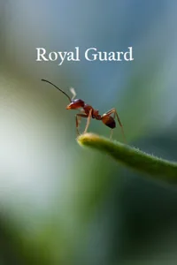Cover of Royal Guard