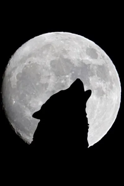 Cover of The Wolves