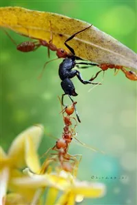 Cover of Ant in Magic World.
