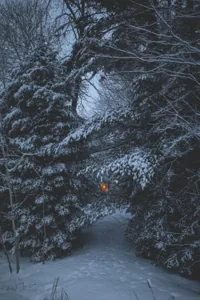 Cover of Gray Wolf.