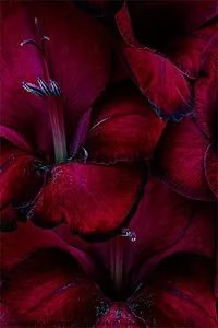 Cover of Blood Born
