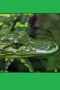 Cover of Swamp Boy