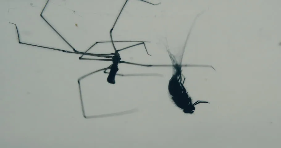 Cover of The Spider and the Fly | Tapas Web Community